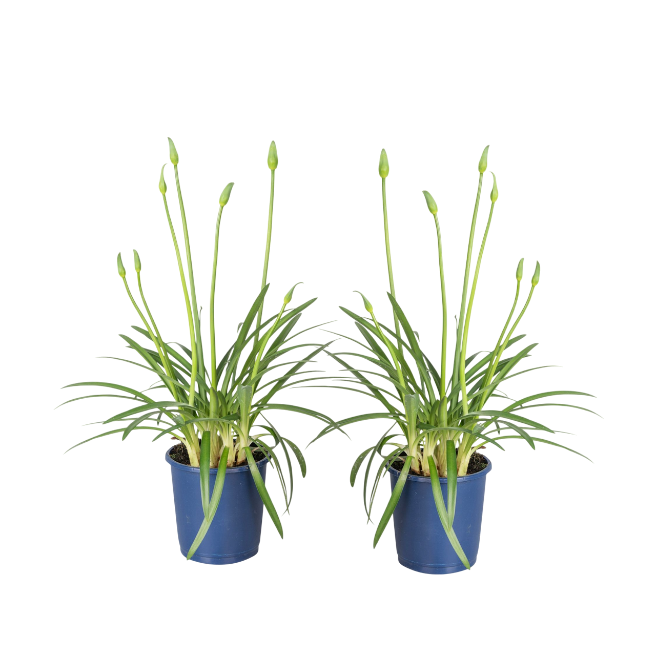 Lirio Africano - 2 Pzs - Agapanthus 'superb Blue' - Altura 30-45cm - ⌀14cm_0