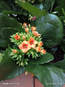Planta Suculenta Kalanchoe Tigre Bicolor Laranja Ø10