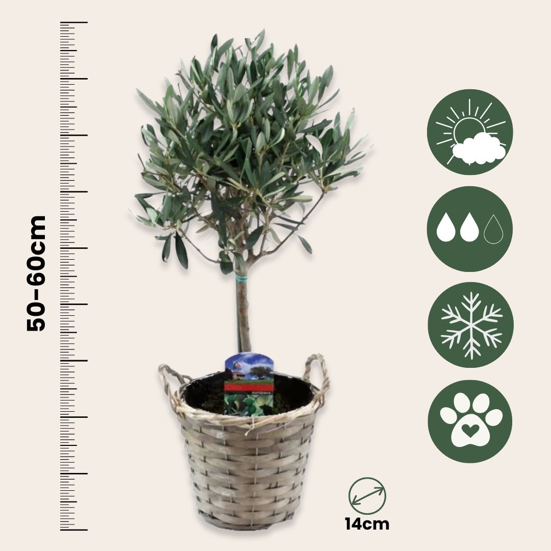 Olivo - 2 Pzs - Olea Europaea - Altura 50-60cm - ⌀14cm_2