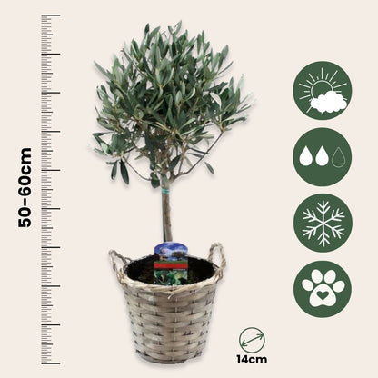 Olivo - 2 Pzs - Olea Europaea - Altura 50-60cm - ⌀14cm_2