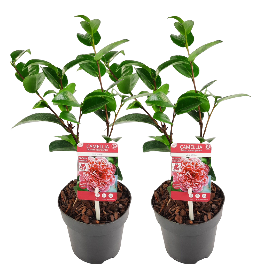 Planta De Té - 2 Pzs - Camellia 'volunteer' - Altura 25-40cm - ⌀13cm_0