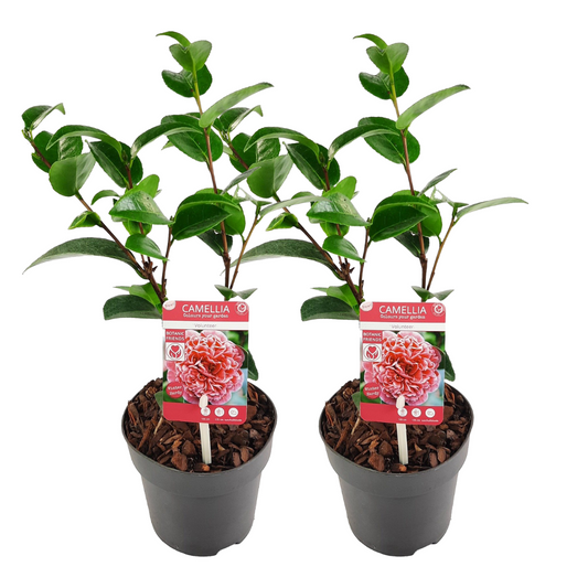 Planta De Té - 2 Pzs - Camellia 'volunteer' - Altura 25-40cm - ⌀13cm_0