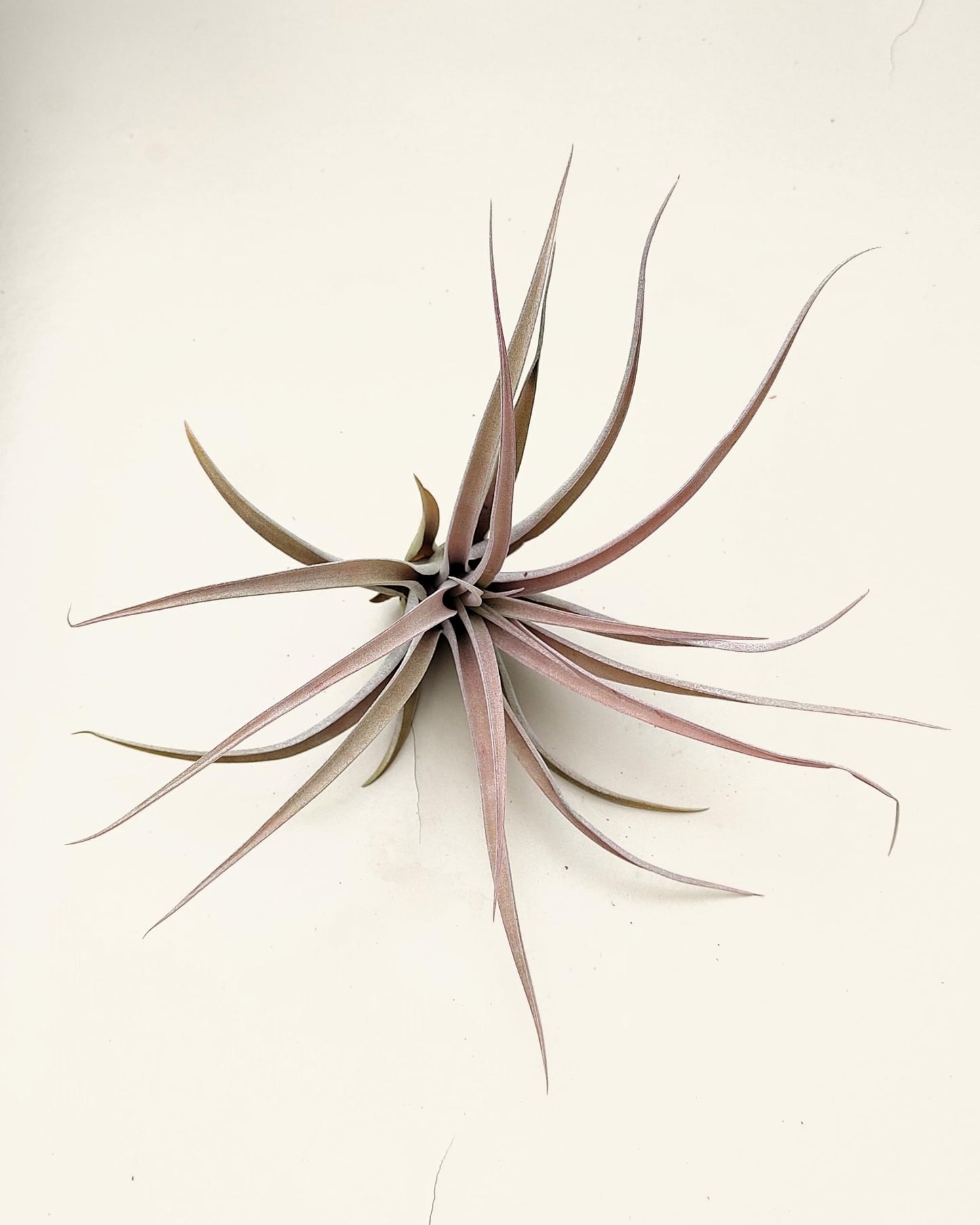 Tillandsia capitata 'Peach'; tillandsia melocotón, planta del aire; Curiosarium; altura 10-20 cm, Diámetro 12-25 cm_0