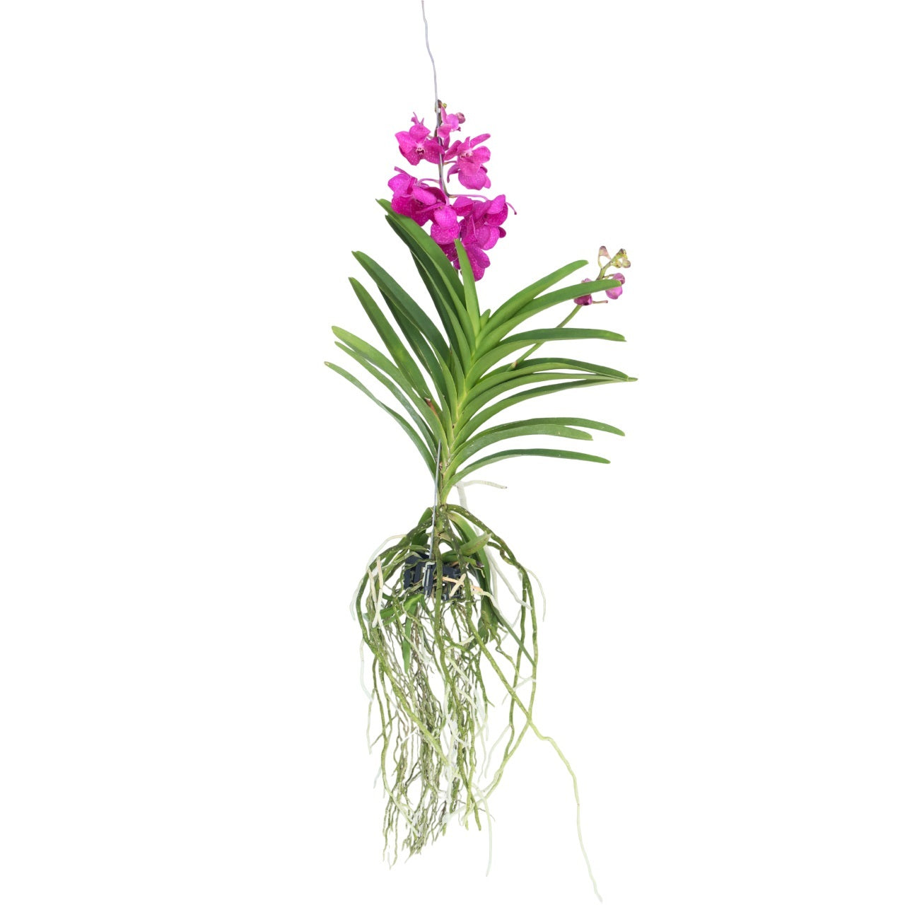 Orquídea Vanda - Vanda 'tayanee Cerise' - Altura 55-65cm_0