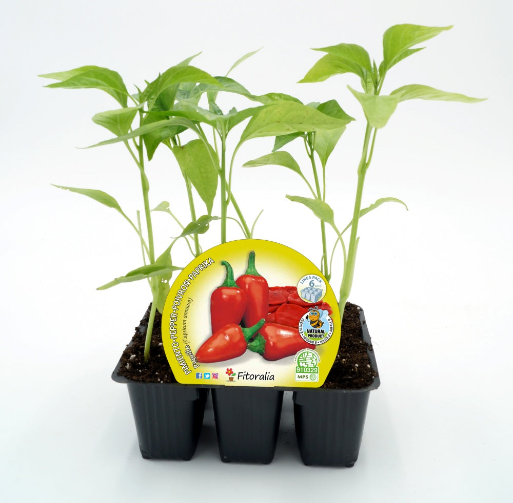 Pack Plantones Pimiento Piquillo 6 Ud. Natural - Fitoralia_0