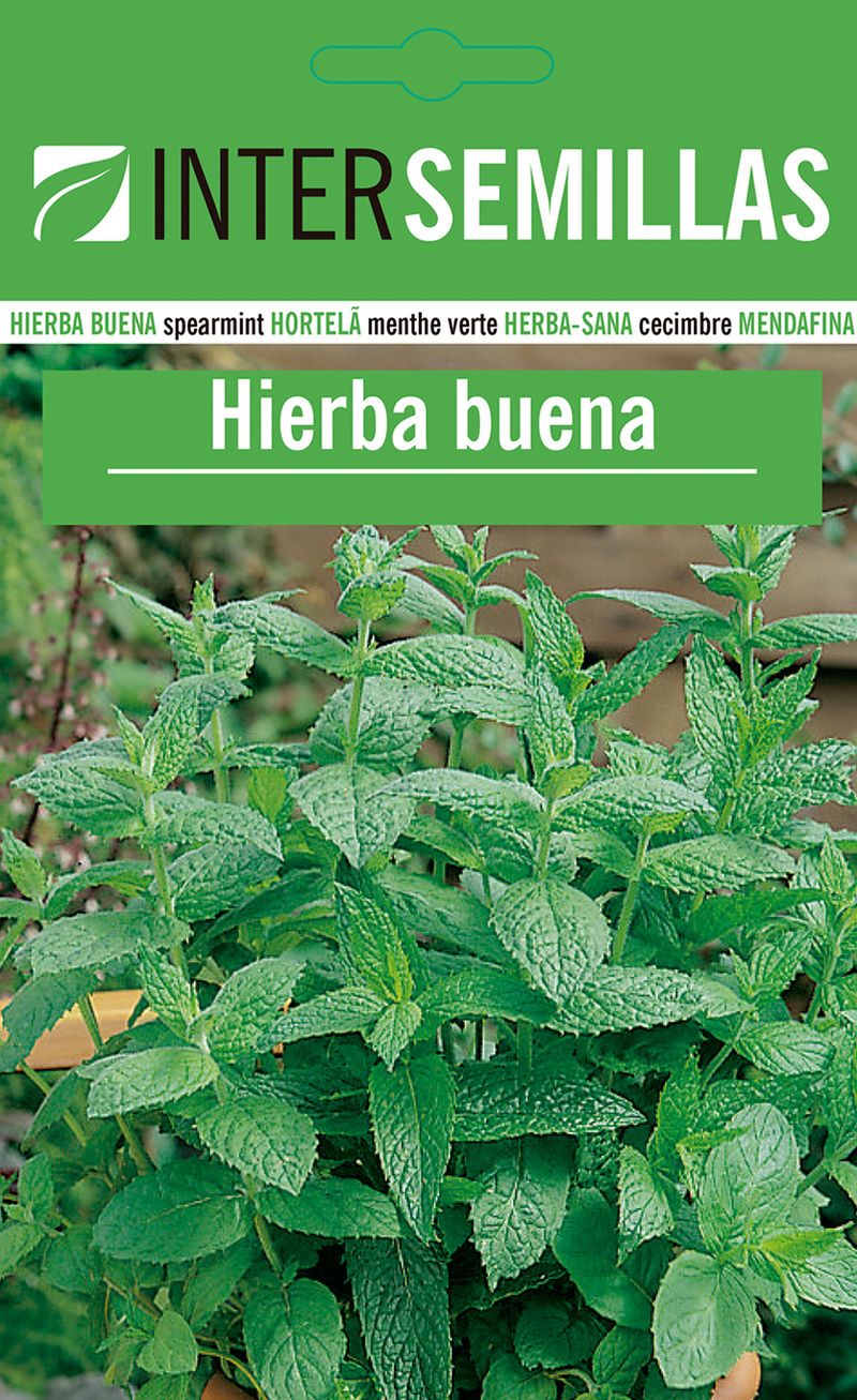 Sobre De Semillas Hierba Buena Aromaticas_0