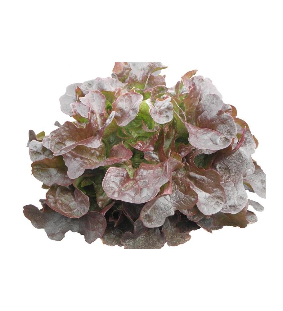 Plantón Lechuga Hoja De Roble (10 Unidades)_0