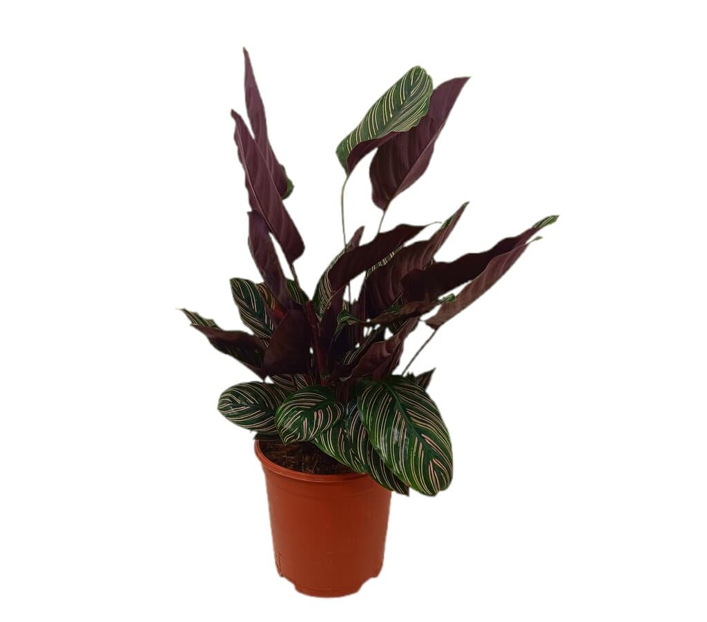 Calathea Ornata M21_0