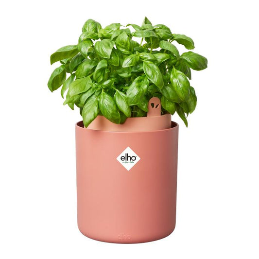 Bouncy Basil Elho Terra vaso aromático auto-irrigável
