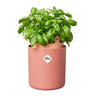 Bouncy Basil Elho Terra vaso aromático auto-irrigável
