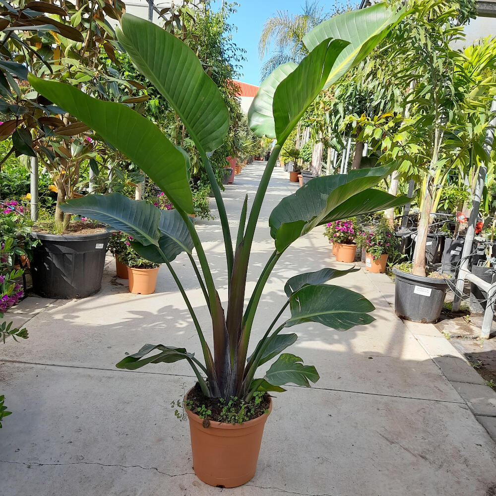 Strelitzia Augusta M30 160 Cm (ave Del Paraíso)_1