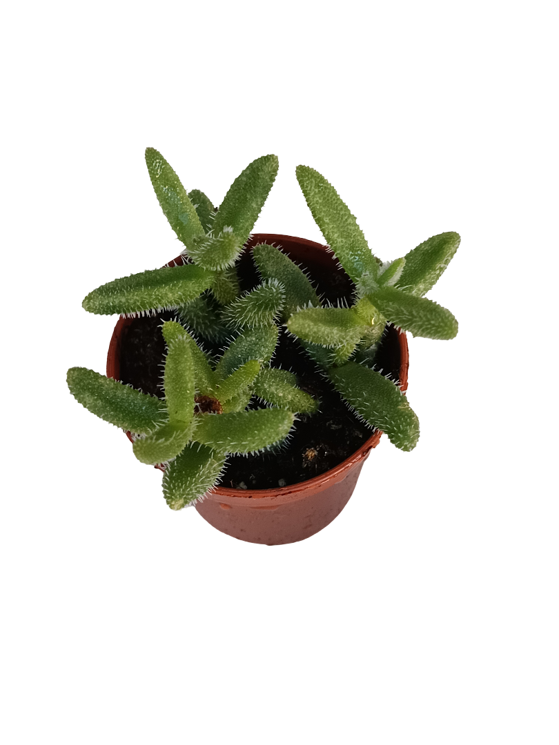 Delosperma Echinatum Planta Suculenta Colgante Flor Amarilla Ø5_0