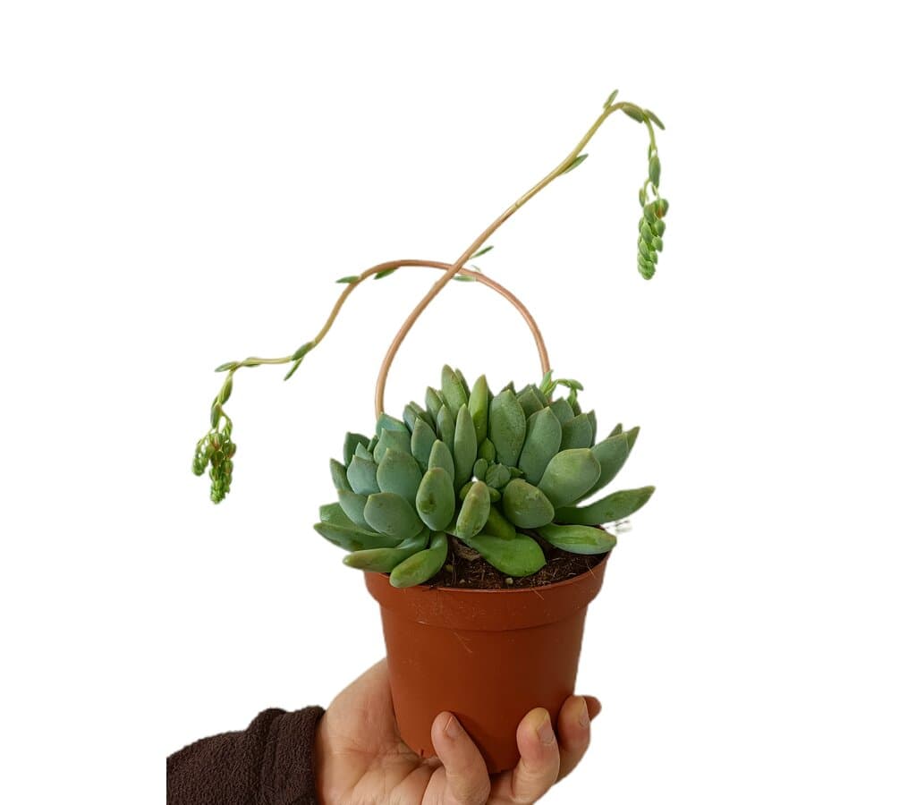 Echeveria Pink Edge M13_0
