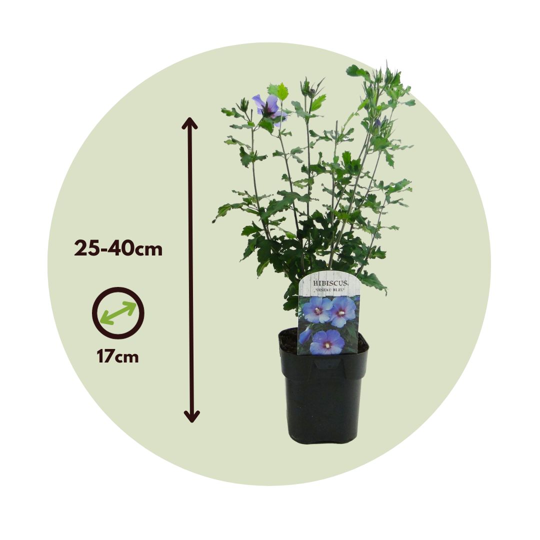 Rosa De Siria Azul - 2 Pzs - Hibiscus 'oiseau Blue' - Altura 25-40cm - ⌀17cm_2