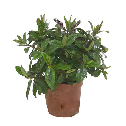 Hebe Variado M17 30cm_0