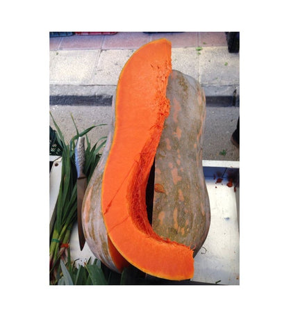 Plantón Calabaza De Guinea (10 Unidades)_0