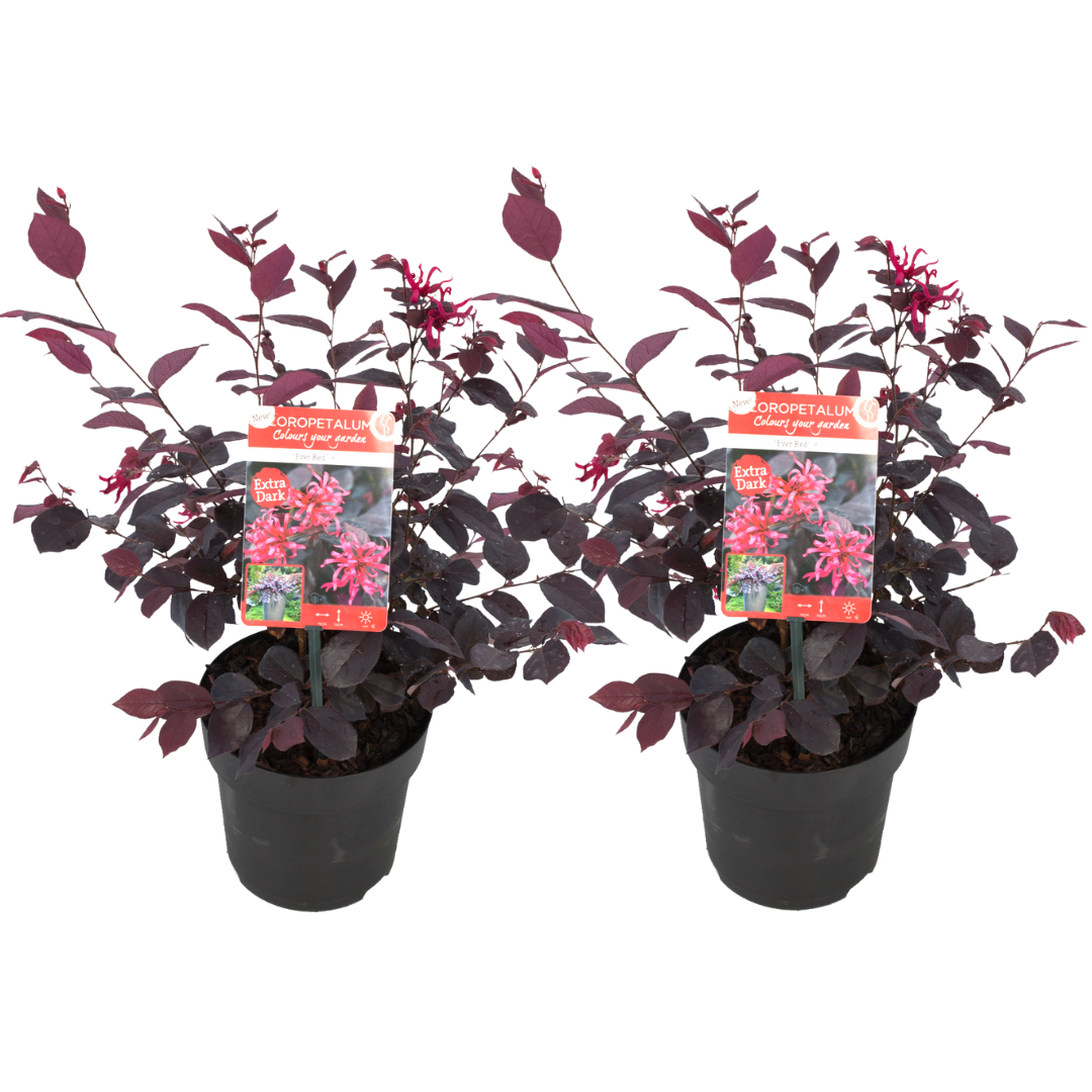 Flor Roja Eterna - 2 Pzs - Loropetalum 'ever Red' - Altura 25-35cm - ⌀13cm_0