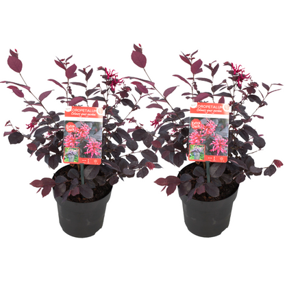 Flor Roja Eterna - 2 Pzs - Loropetalum 'ever Red' - Altura 25-35cm - ⌀13cm_0