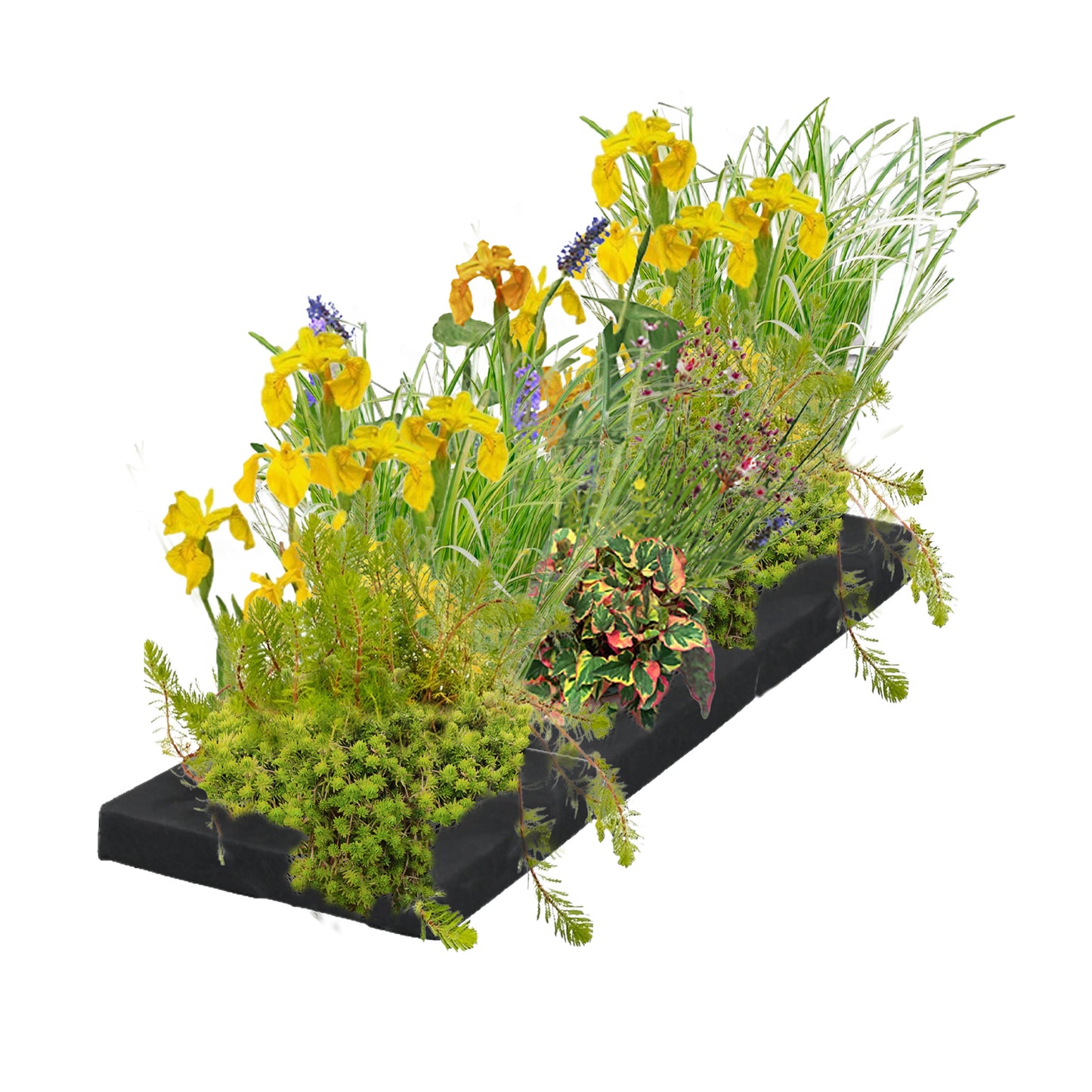 Isla Filtrante Para Estanque 75x25 Cm - Set Completo 12 Plantas_0