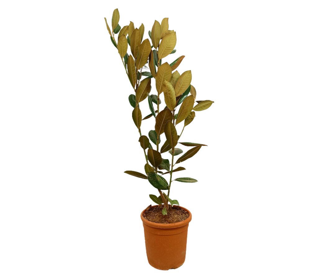 Magnolia Grandiflora M30 80-100cm_0