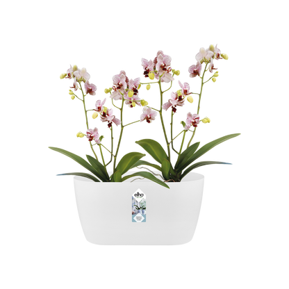 Vaso duplo para orquídeas Elho Brussels Orchid Duo, branco