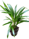 Areca Dypsis Palmeira De Interior Ø10 - 1 Unidade