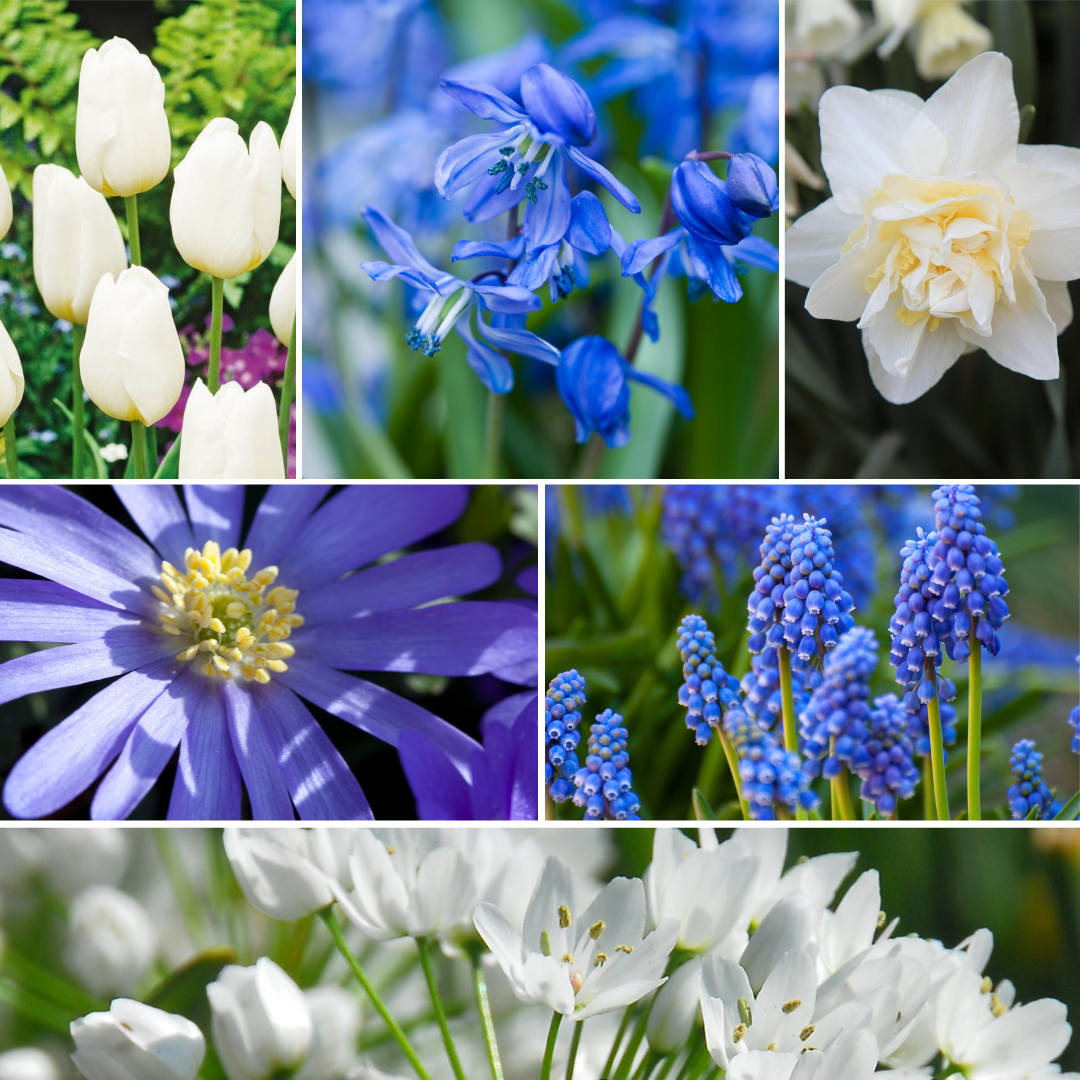 Jardín De Bulbos Nj Azul - 125 Pzs - Bulbos De Flores - Azul_1