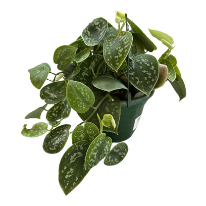 Philodendron Scindapsus Variedad De Philodendron Con Hojas Plateadas (scindapsus Pictus)_0