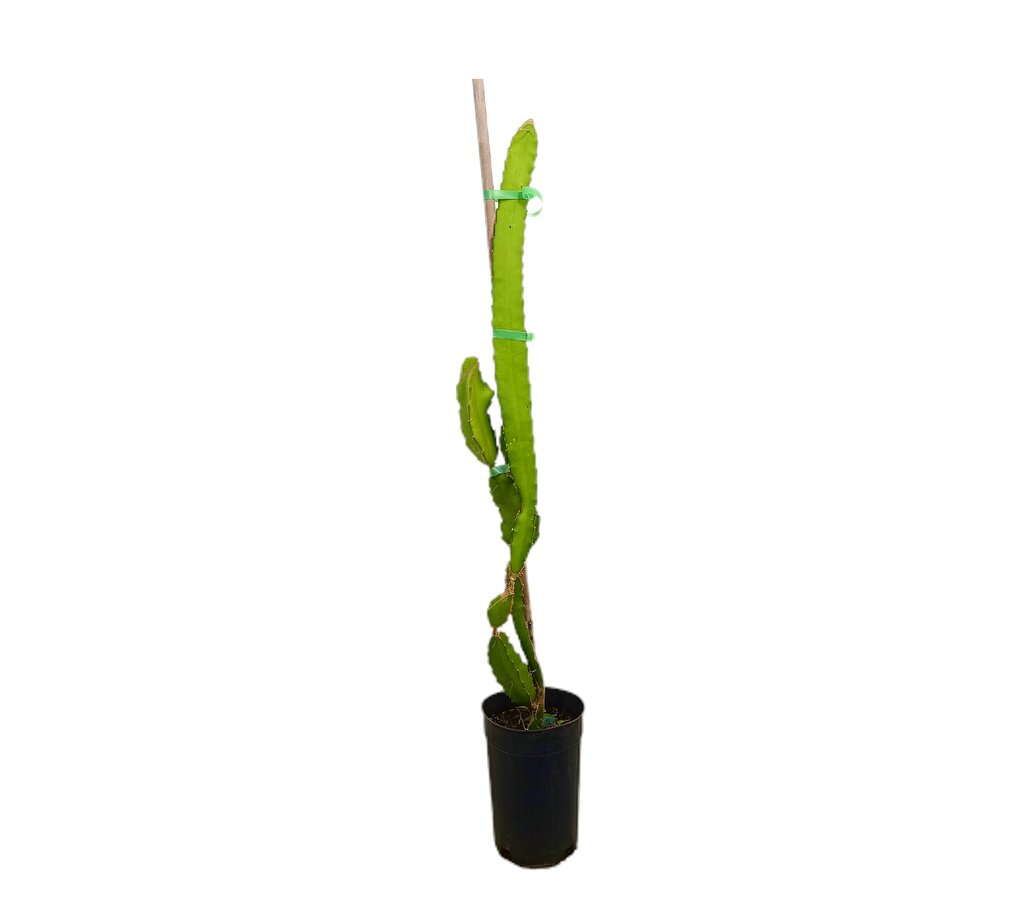 Pitaya Roja M17 150-175cm (fruta Del Dragón)_0