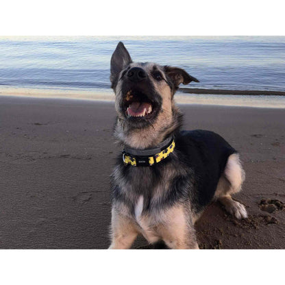 Coleira para cães SUPERDOG Dukier