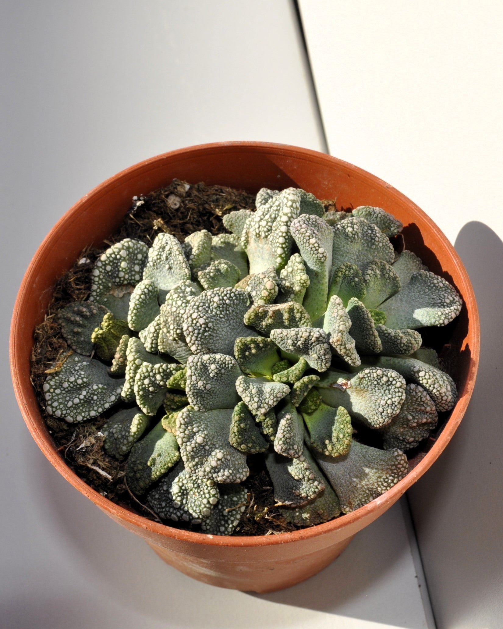 Titanopsis Calcarea [mediana]; Hoja De Cemento, Planta Piedra; Curiosarium; Diámetro Maceta 8,5 Cm_4
