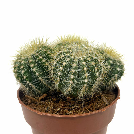 Notocactus Magnificus Cactus Y Suculentas M8,5 cm Ø_0
