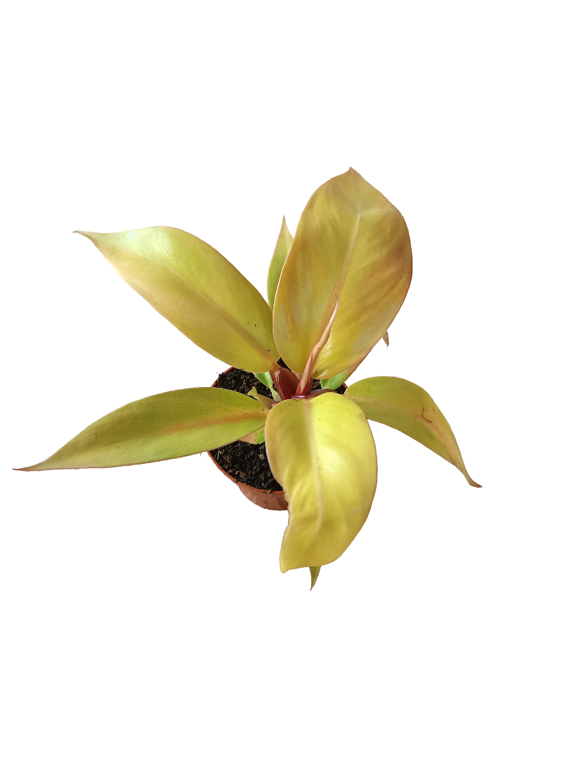 Philodendron Prince Of Orange Planta De Interior Ø6_0