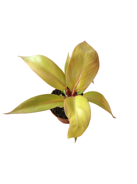 Philodendron Prince Of Orange Planta De Interior Ø6_0