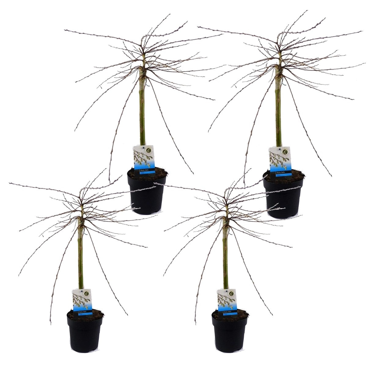 Sauce Arbustivo - 4 Pzs - Salix Repens 'iona' - Altura 70-80cm - ⌀14cm_0