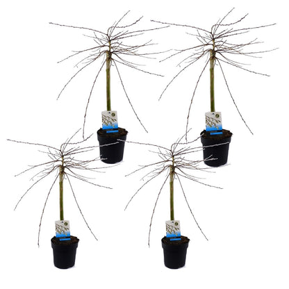 Sauce Arbustivo - 4 Pzs - Salix Repens 'iona' - Altura 70-80cm - ⌀14cm_0