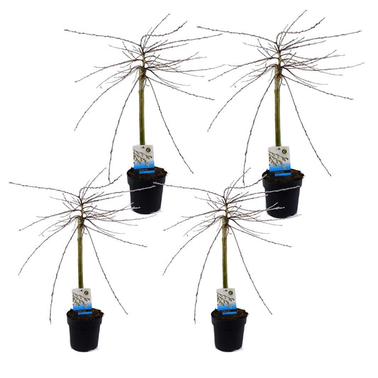 Sauce Arbustivo - 4 Pzs - Salix Repens 'iona' - Altura 70-80cm - ⌀14cm_0