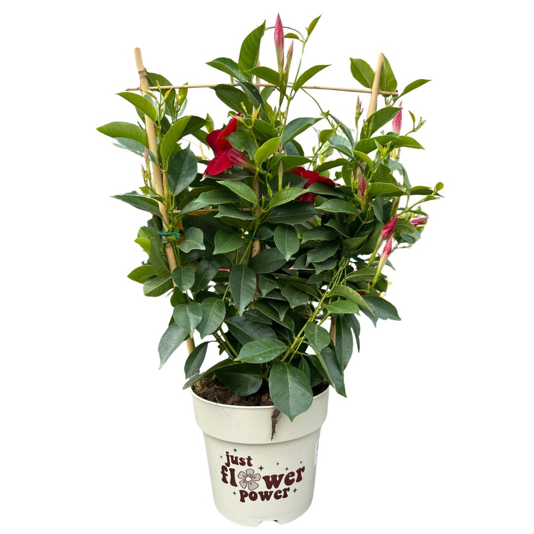 Dipladenia Espaldera O Piramidal Planta Con Flor De Exterior Maceta De 17cm_0