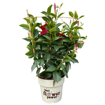 Dipladenia Espaldera O Piramidal Planta Con Flor De Exterior Maceta De 17cm_0