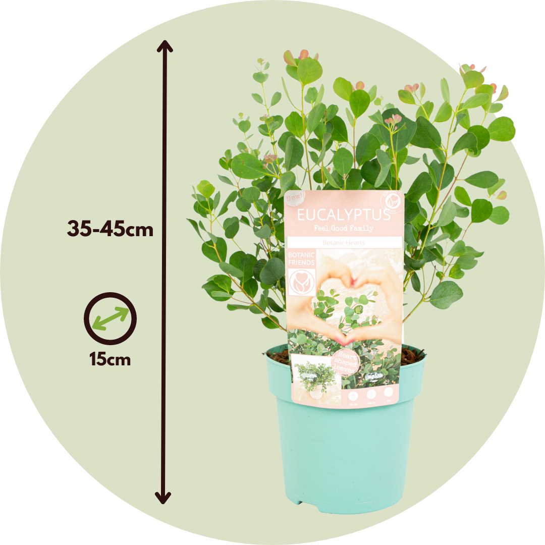 Eucalipto - 2 Pzs - Eucalyptus 'botanic Hearts' - Altura 35-45cm - ⌀15cm_2