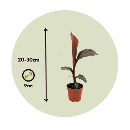 Banana Falsa - 4 Pzs - Ensete Ventricosum 'maurelli' - Altura 20-30cm - ⌀9cm_2