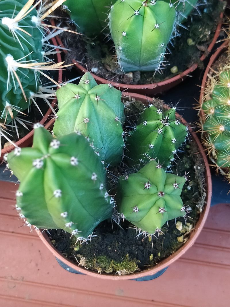 Suculentas Y Cactus Variedad #2 Planta Sin Id_0
