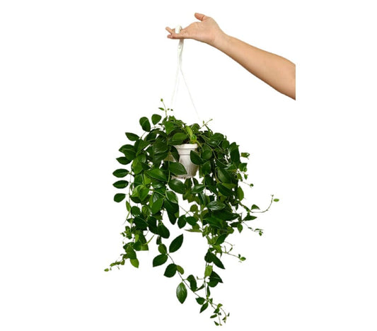 Aeschynanthus Mona Lisa M20_0