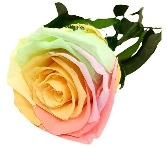 Mundo Eterno Rosa Preservada Multicolor Pastel 25cm_0