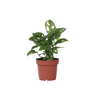 Máscara De Mono - Monstera Adansonii 'monkey Mask' - Altura 25-30cm - ⌀12cm_0