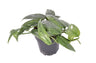 Epipremnum Pinnatum Cebu Blue Planta De Interior Pendente Ø12