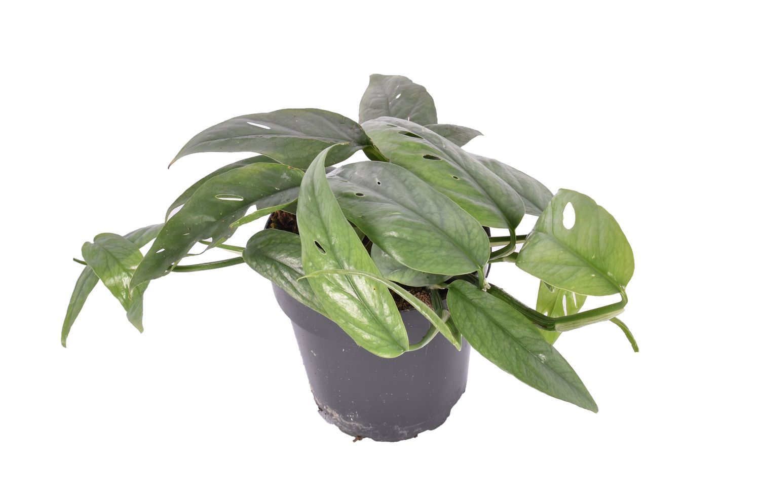 Epipremnum Pinnatum Cebu Blue Planta De Interior Colgante Ø12_0