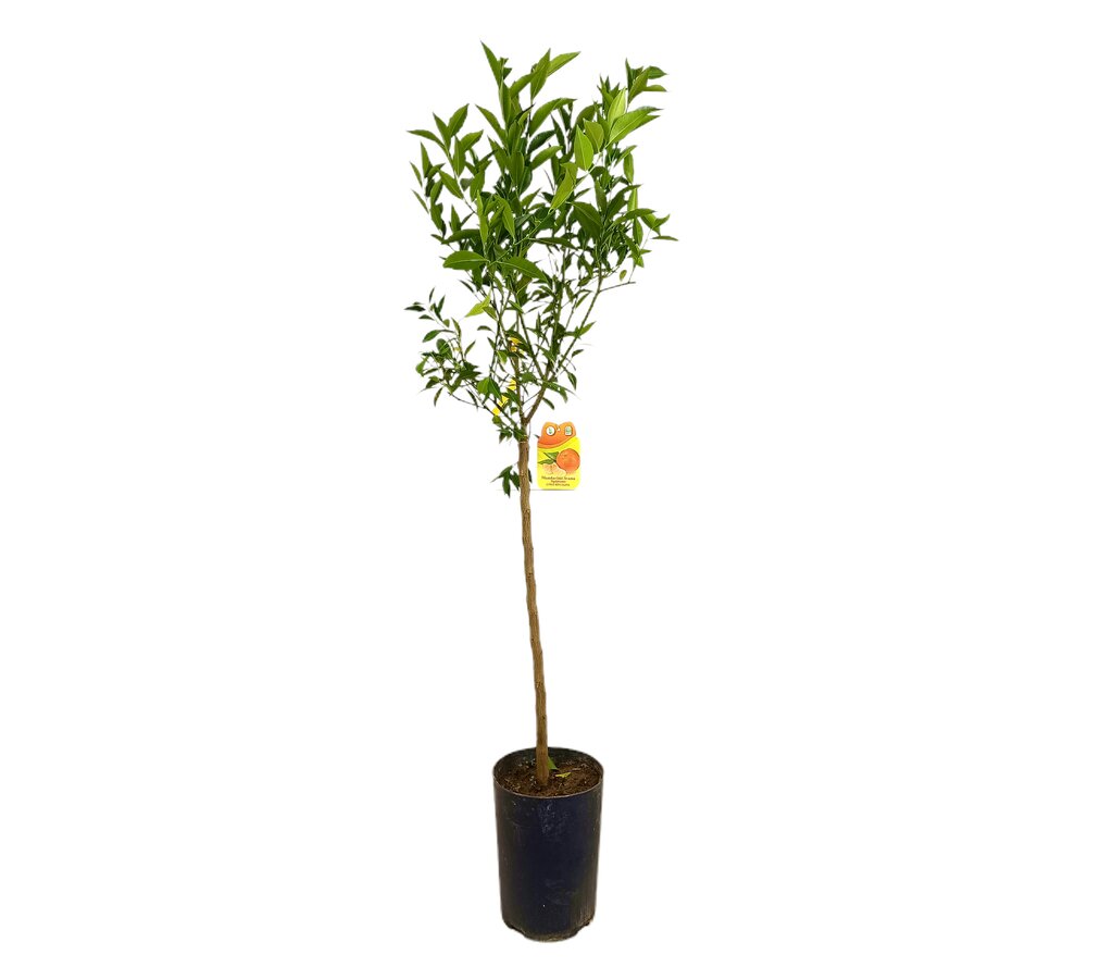 Mandarino Avana Tb20 100-130cm_0
