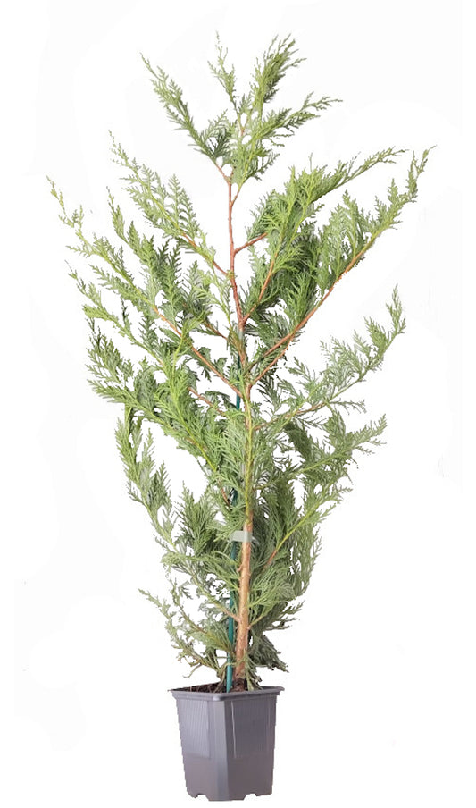 Cupressocyparis Leylandii (70 Cm.)_0