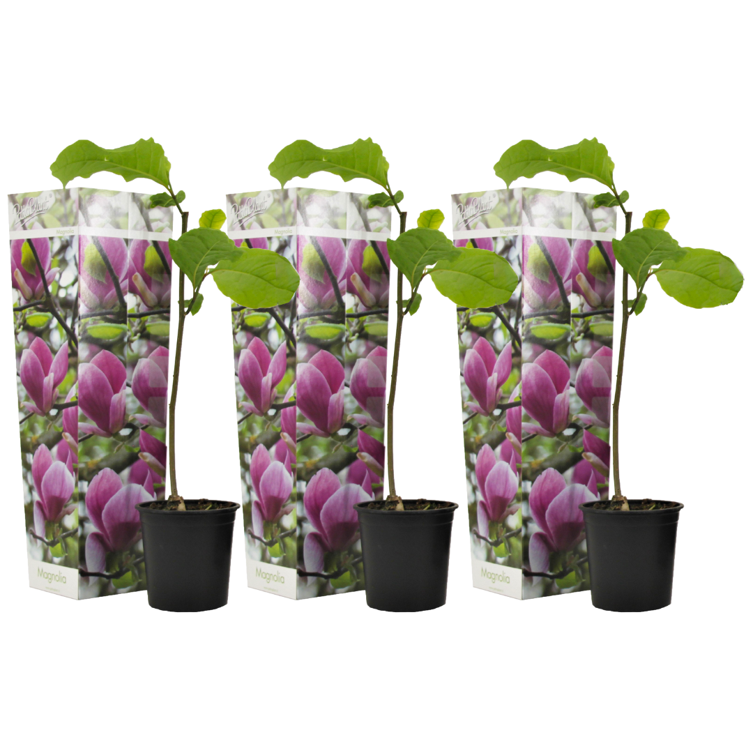 Magnolia De Hoja Caduca - 3 Pzs - Magnolia 'susan' - Altura 25-40cm - ⌀9cm_0